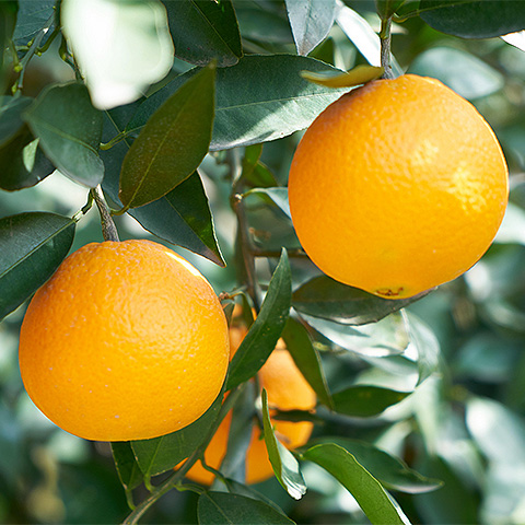 九游游戏官网热带水果四